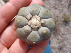 Descripción: Image result for peyote