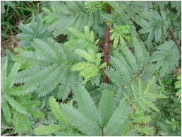 Descripción: https://upload.wikimedia.org/wikipedia/commons/5/51/Mimosa_tenuiflora_%E2%80%94_Jo%C3%A3o_de_Deus_Medeiros_003.jpg