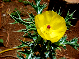 Descripción: plantas sagradas para consumir
