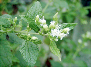 Descripción: Image result for zacatechichi