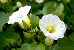 Descripción: Image result for Turbina corymbosa / Ololiuqui