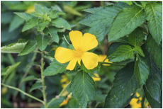 Descripción: Image result for damiana