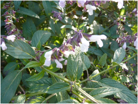 Descripción: Salvia divinorum