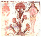 Descripción: Resultado de imagen para amanita psychedelic