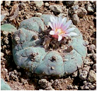 Descripción: http://drogasmexico.org/notas/img_3SkXc8NLx0.jpg