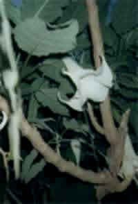 Esta fotograf�a la tom� en Tepoztl�n, M�xico