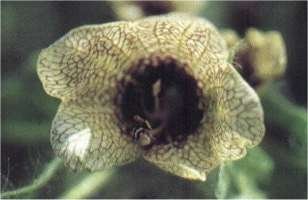 Imagen escaneada del libro "Botánica mágica y misteriosa"