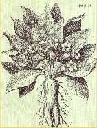 Ilustraci&oacute;n escaneada del libro "Las Plantas de los Dioses"